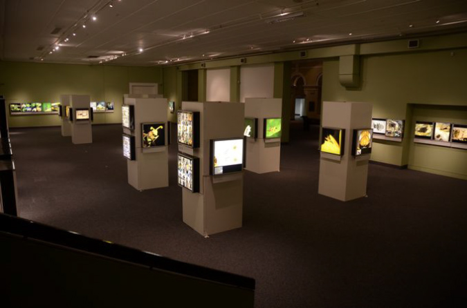 Wasp_exhibition__DSC3534